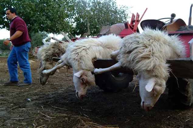 Pecore morte per blue tongue (Foto Calvi)