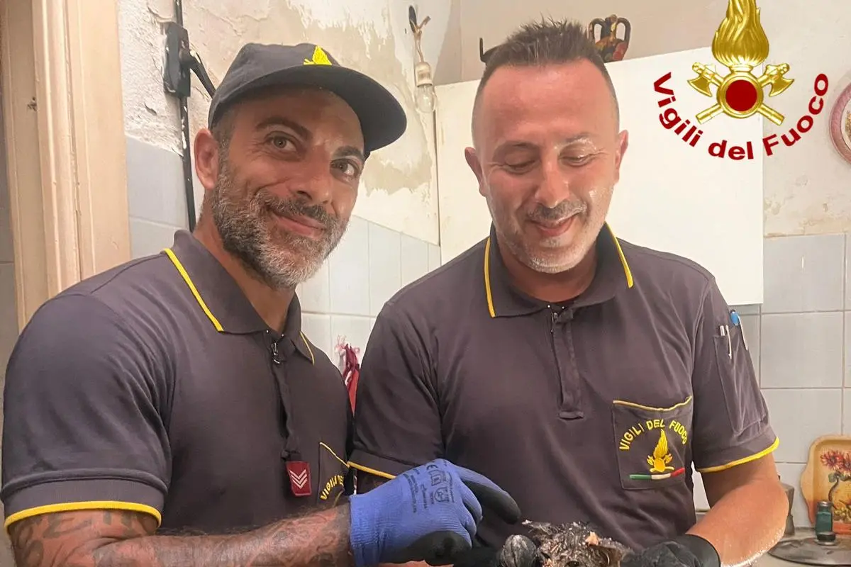 Il gattino salvato a Ittiri
