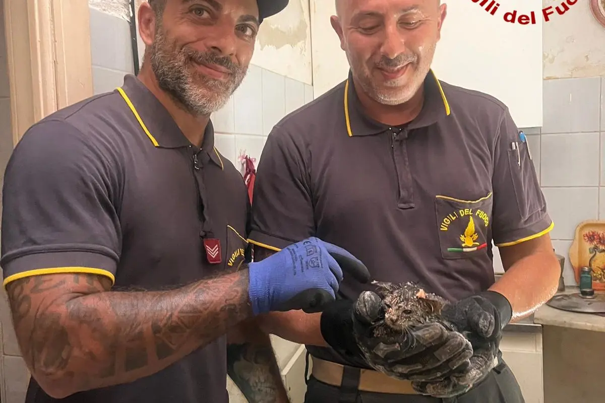 Il gattino salvato a Ittiri