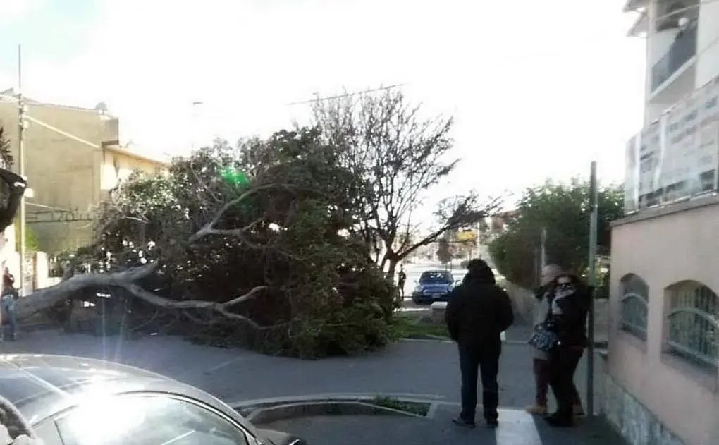 L'albero caduto in via Carlo Felice