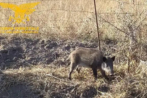 Il cinghiale (foto Corpo forestale)