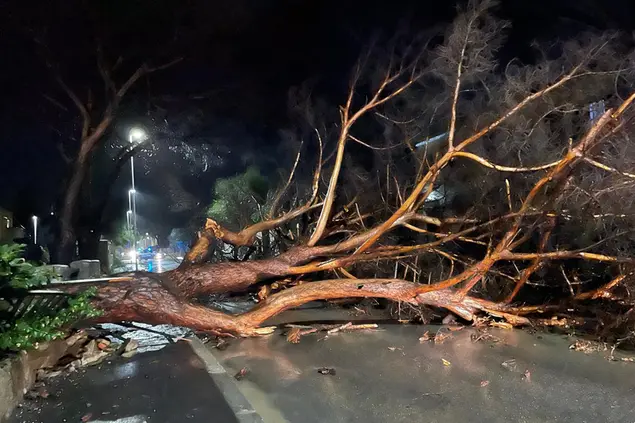 L'albero caduto in via Costituente a Carbonia (Fabio Murru)