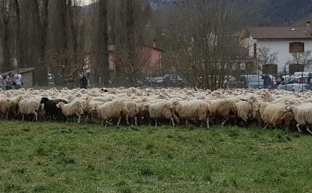 Le mille pecore donate