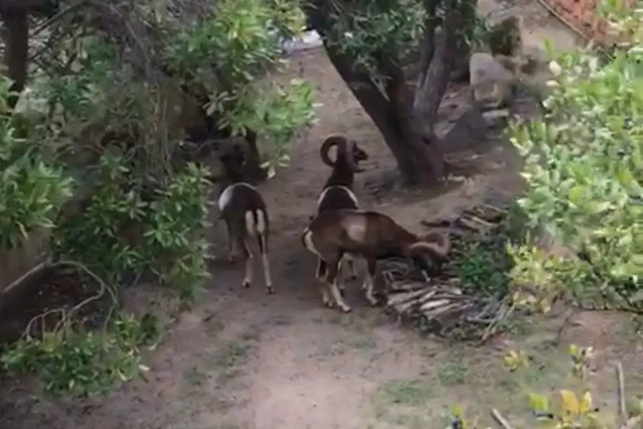 I mufloni invadono un giardino all'interno di una villa di Arbatax (foto concessa)