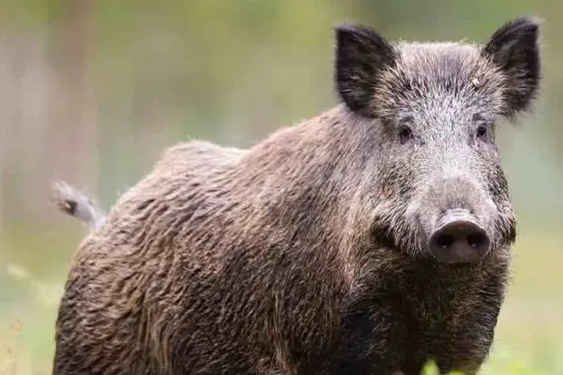 Un cinghiale (foto simbolo Ansa)
