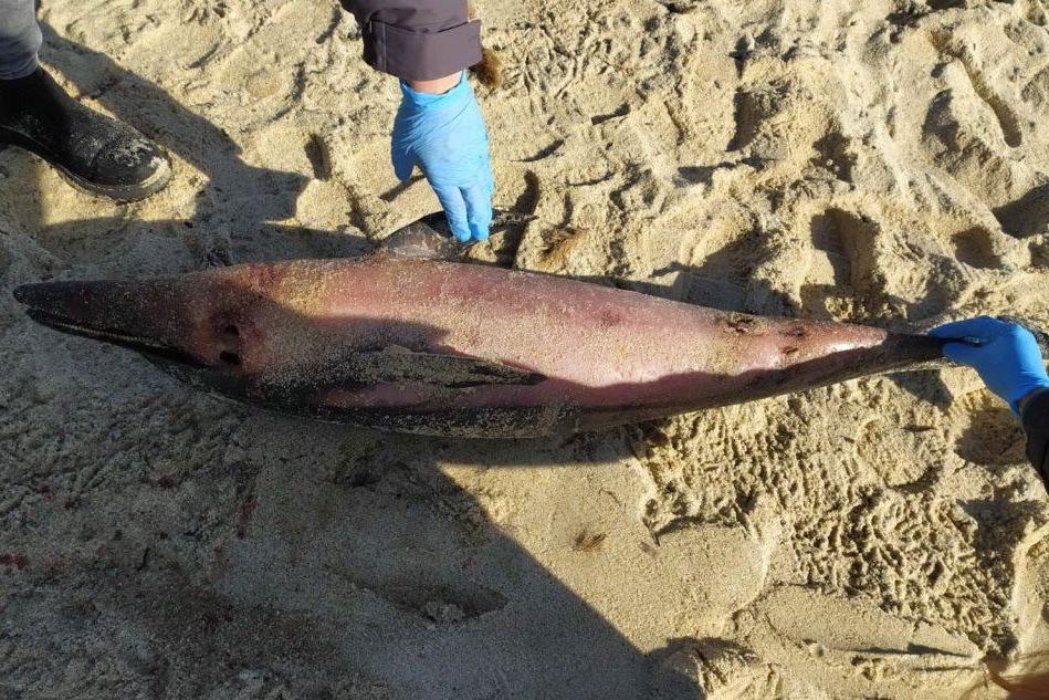 Costa Rei, trovato un delfino morto sulla spiaggia