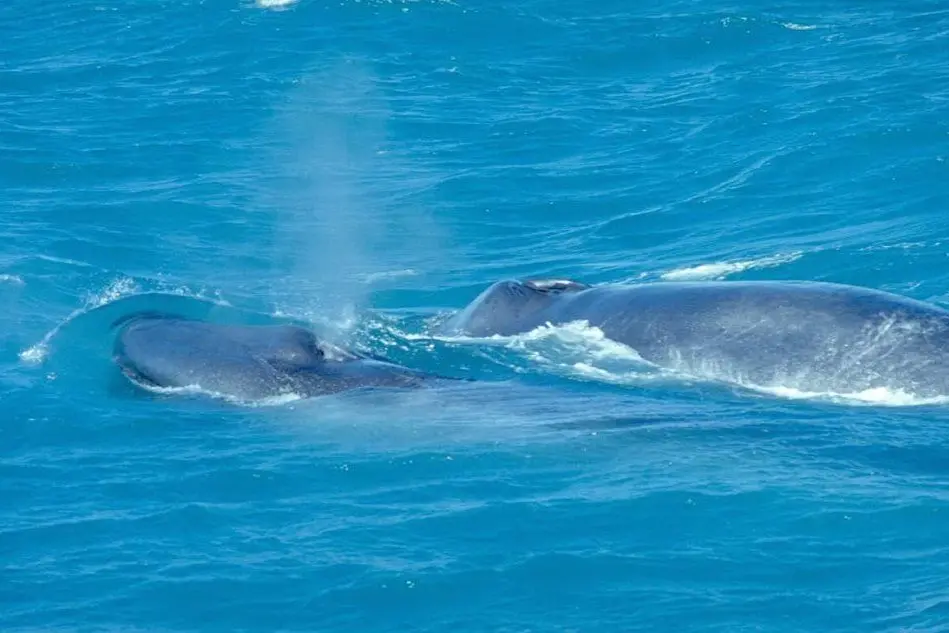 Balene (foto wikimedia)
