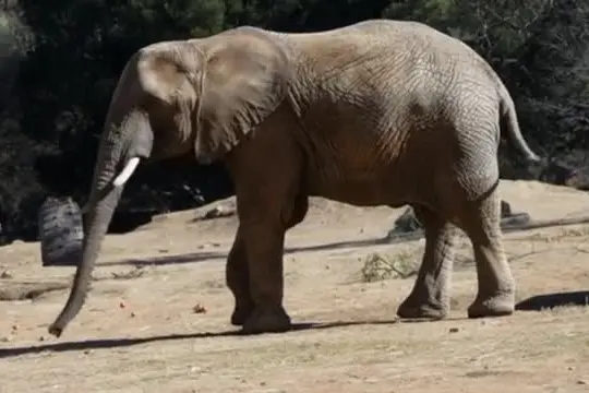 Battaglia legale per liberare tre elefanti allo zoo di Johannesburg