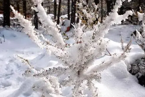 Neve a Monte Limbara