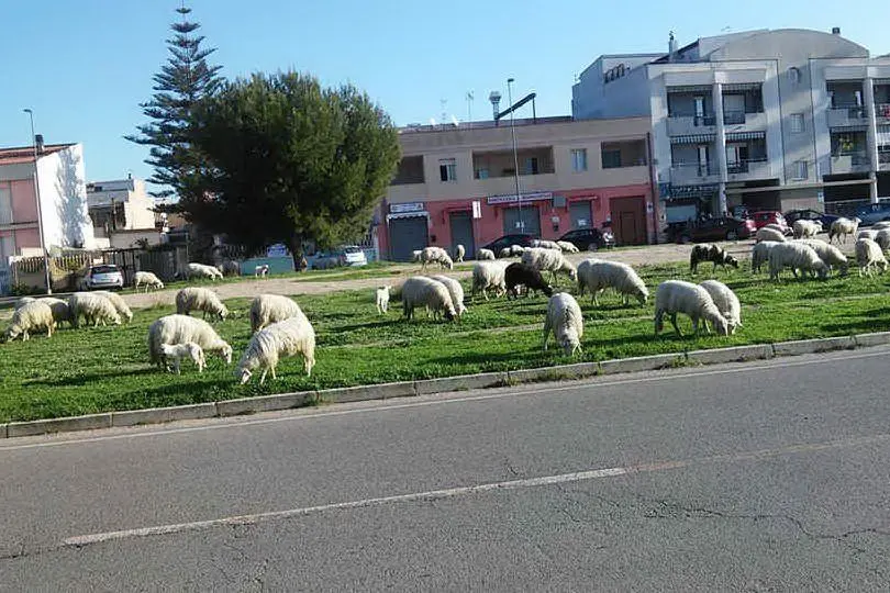 Le pecore in via Caracalla