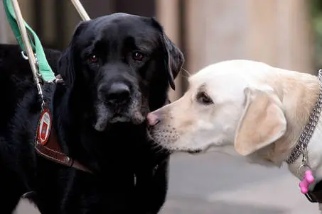 Cani guida (foto simbolo Ansa)
