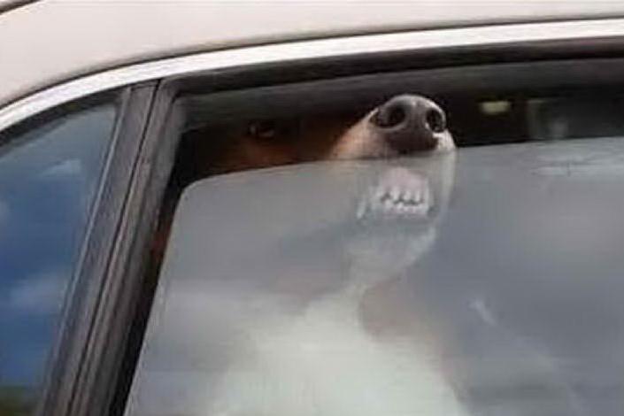 Lasciano il cane in auto sotto il sole, l'animale muore: denunciati