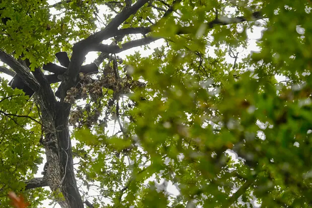 Un albero (foto simbolo Ansa)