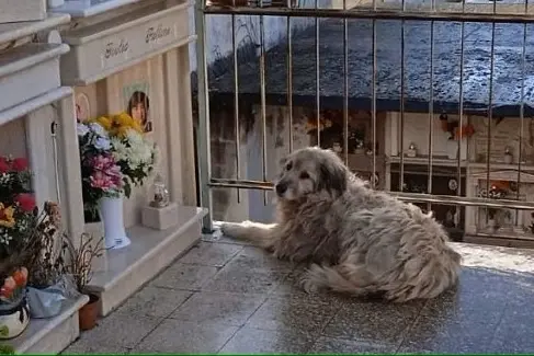 Un cane davanti alla tomba della padrona