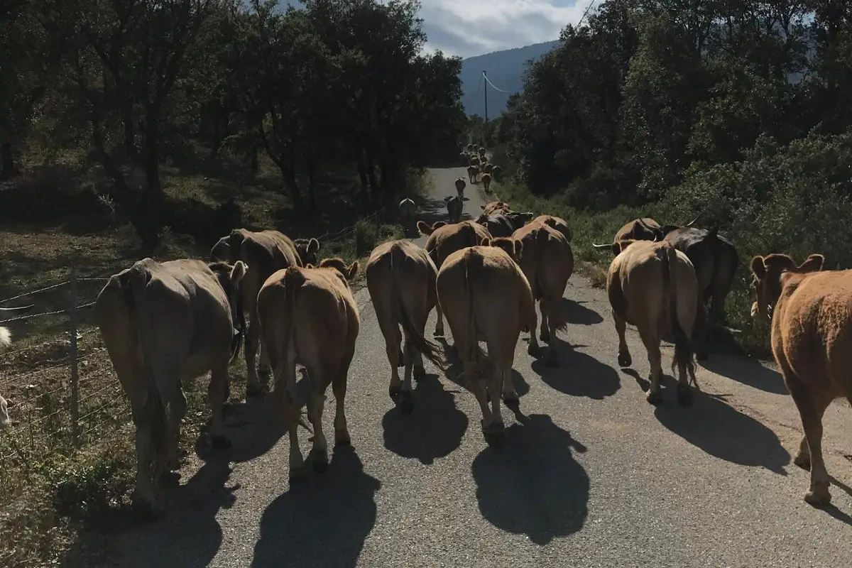 I bovini di Lele e Vincenzo Stochino durante la transumanza 2023 (foto concessa)