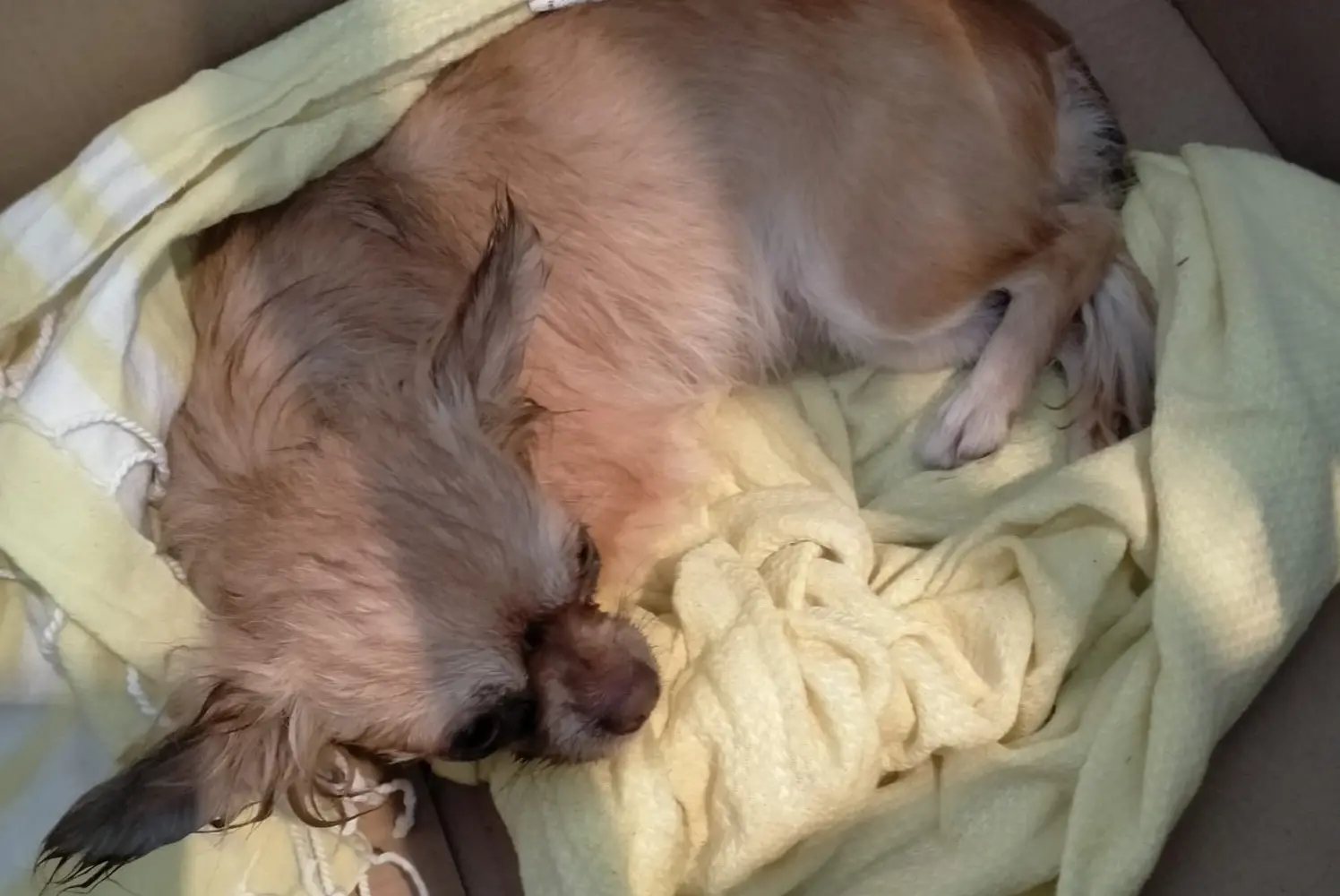 Cagliari, la cagnolina salvata dall'Autorità Portuale