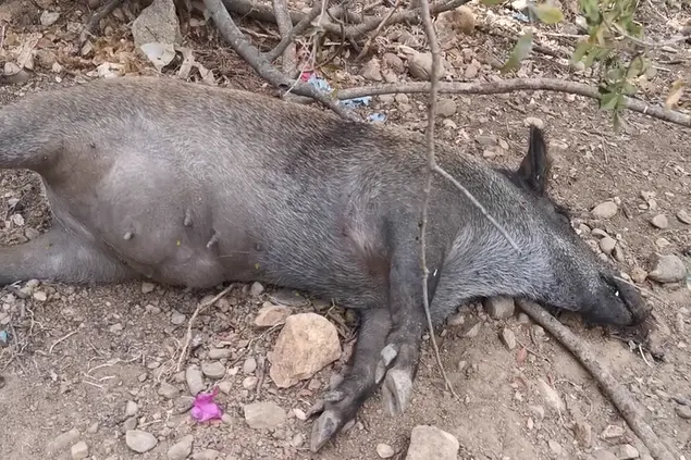 La femmina di cinghiale trovata morta in pineta a Sinnai (foto Serreli)