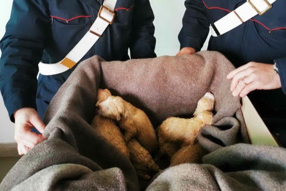 Mamoiada, crudeltà senza fine: sei cuccioli di cane chiusi in un sacco al gelo