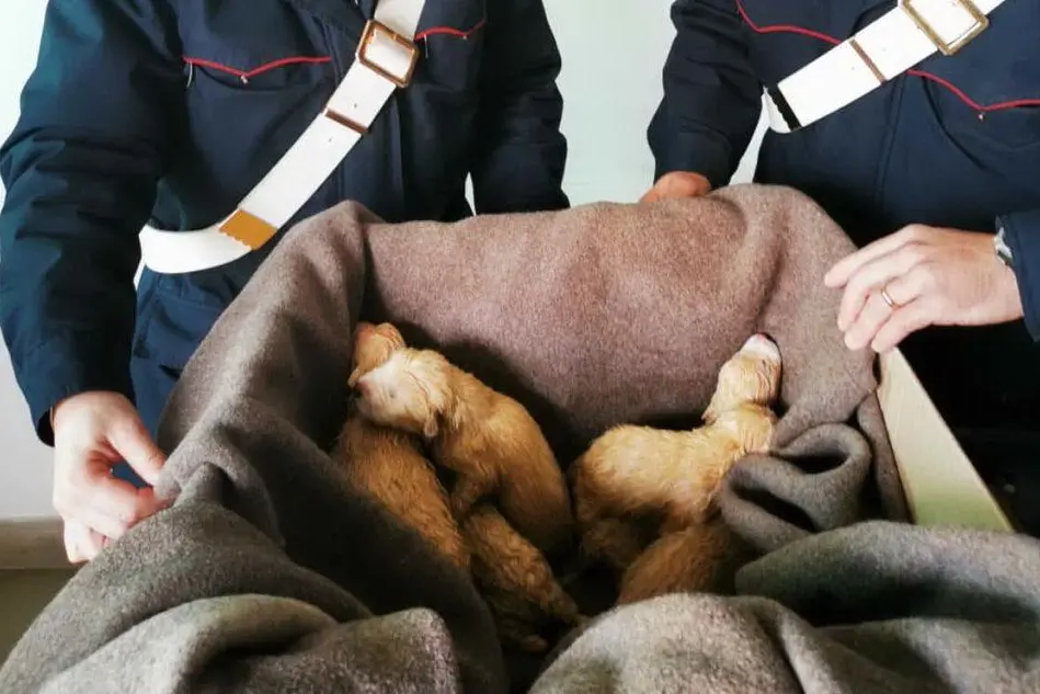 I cuccioli salvati (Foto Carabinieri)