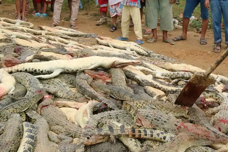 I coccodrilli massacrati in Indonesia