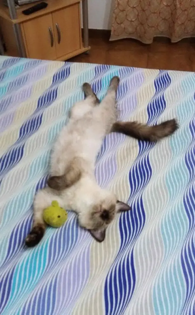 Molly da Gonnesa
