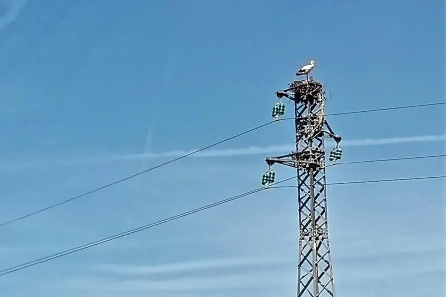 Il nido della cicogna bianca a Chilivani (foto Tellini)