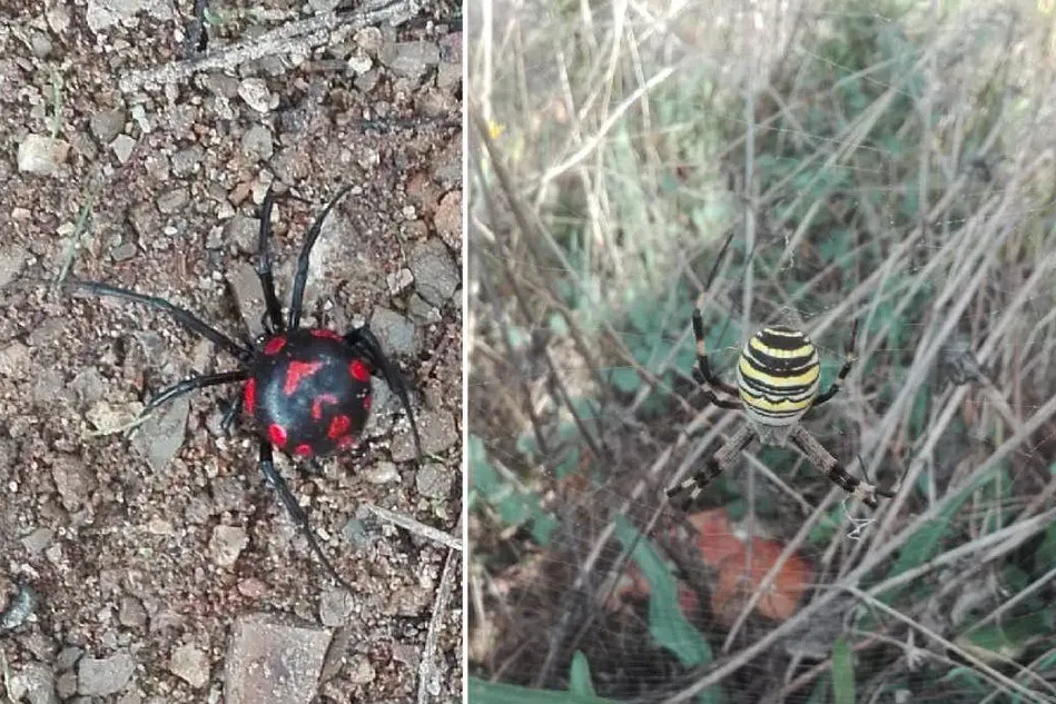 Due ragni fotografati a Villasalto da Antonio Congiu (17/12/2018)