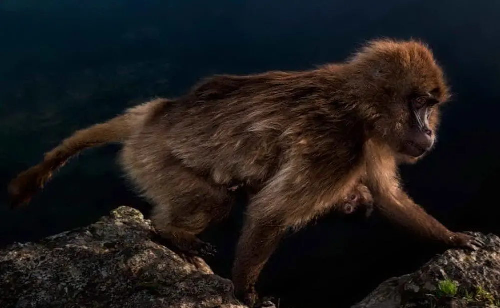 Marmotta Grandi Misure - Scatolificio Eugubino