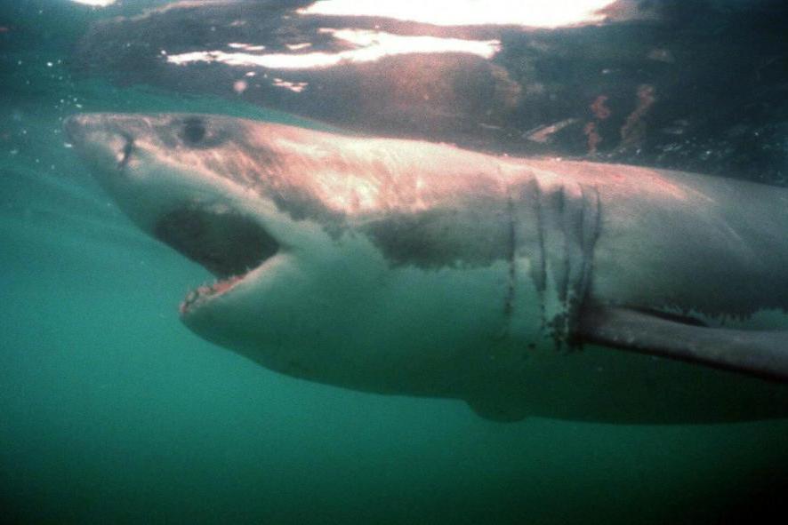 Ucciso da uno squalo: “Nuotatore scambiato per una foca a causa della muta”