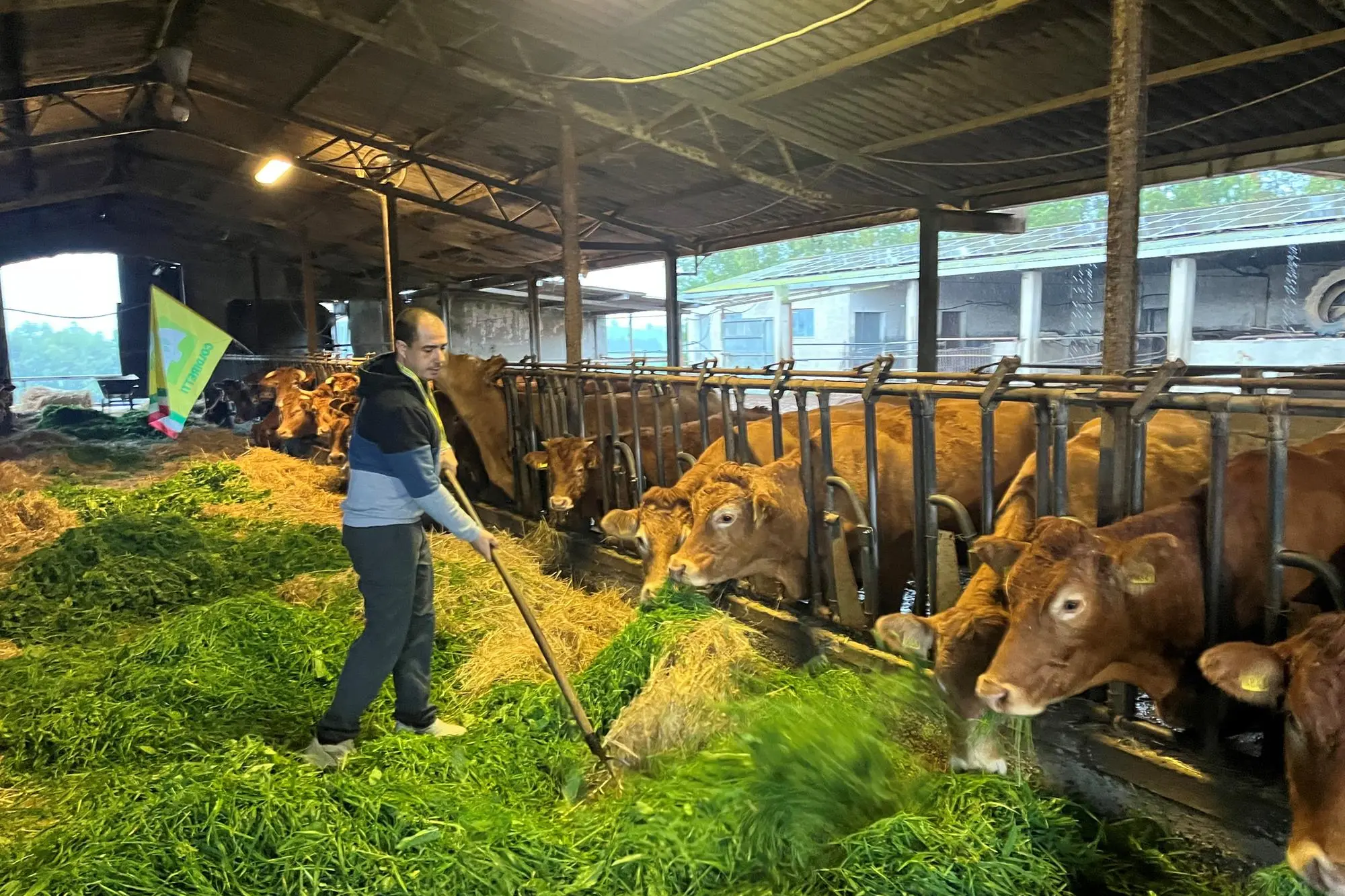 Un allevamento di bovini