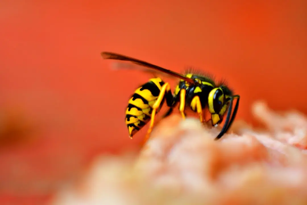 Una vespa (Unsplash - Dan Kb)
