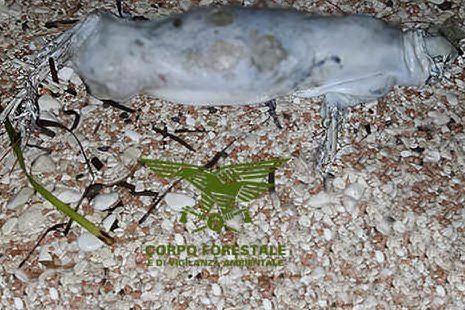 Eccezionale scoperta a Cala Gonone: trovati i resti di un piccolo di foca monaca
