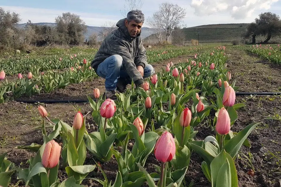 Michele Galitzia nel suo parco dei tulipani a Turri (L'Unione Sarda - Pintori)