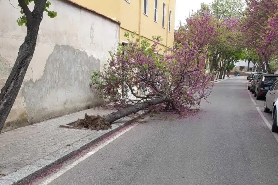 L'albero abbattuto (foto L'Unione Sarda - Sanna)