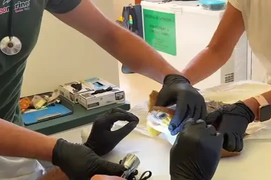 Amo da pesca in bocca, salvata tartaruga al centro soccorso Zoomarine
