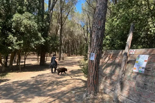 La pineta di Ugolio di giorno (Archivio)