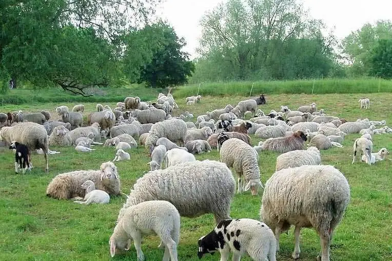 Gregge di ovini