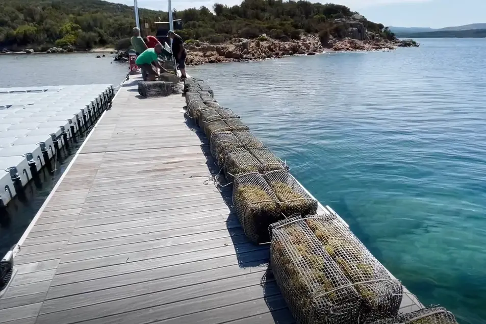 A Culuccia il primo vermentino di Sardegna che “nasce” dal mare (foto concessa)