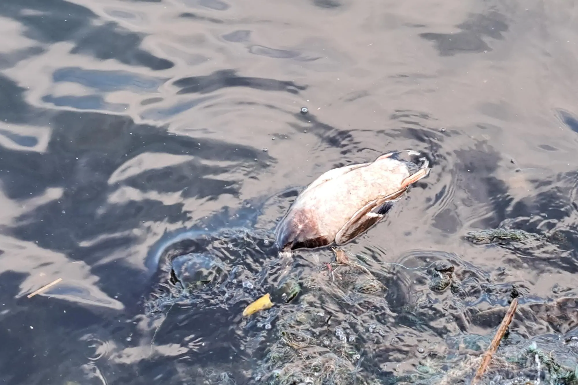 Anatra morta a Cagliari (foto inviata dal lettore)