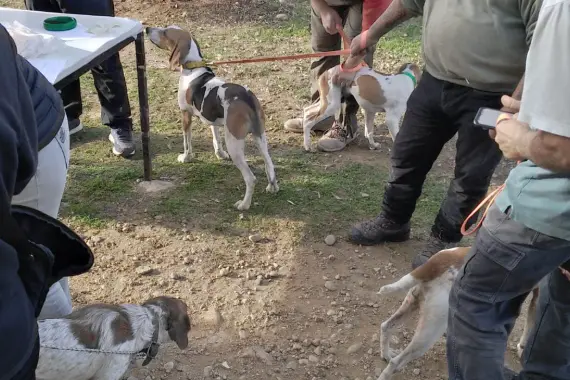Microchippature al canile Qua la Zampa (dal profilo Facebook)