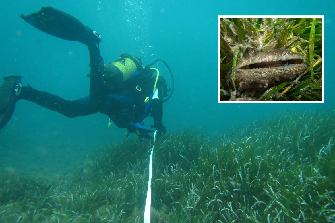 Sullo sfondo un sub durante un'immersione, nel riquadro un esemplare di Pinna nobilis