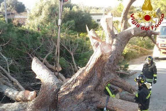 Crolla un grosso pino sulla strada per Santa Maria La Palma