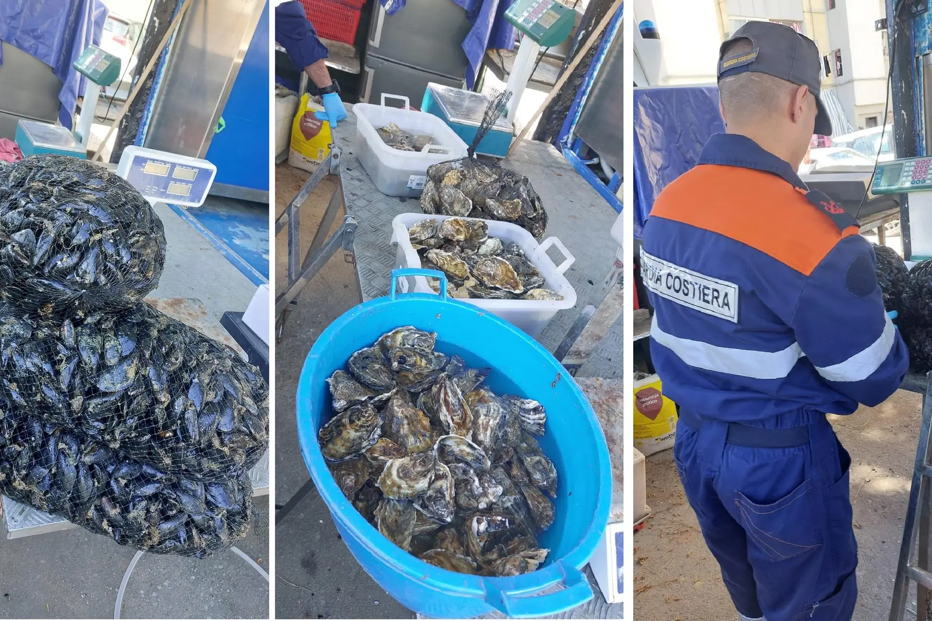Cozze e ostriche sequestrate a Is Mirrionis