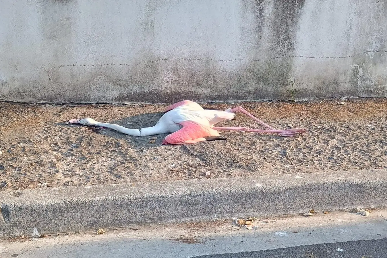 Il fenicottero morto in via delle Coccinelle, a Pirri (foto L'Unione Sarda)