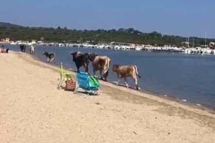 Santa Teresa Gallura, toro carica i turisti in spiaggia