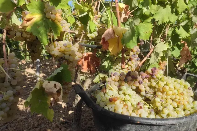 La vendemmia a Sinnai (foto Andrea Serreli)