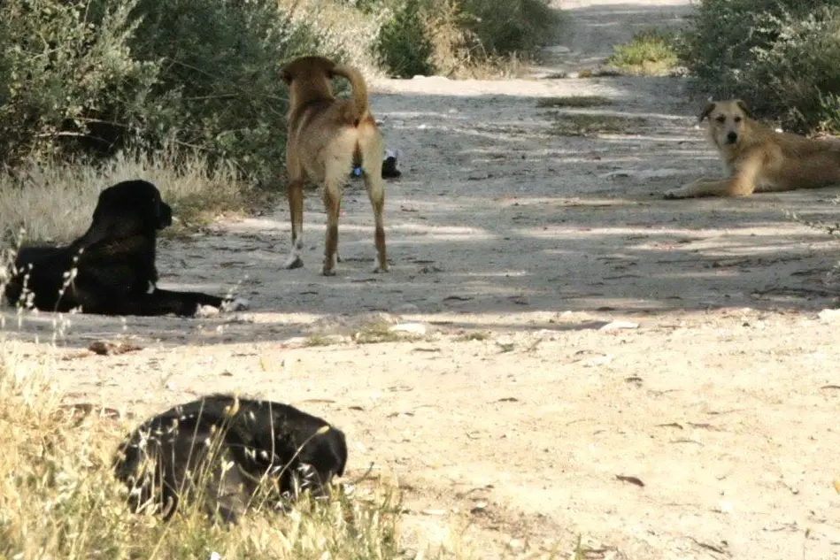 Cani randagi e rifiuti a Giorgino (foto L'Unione Sarda - Ungari)