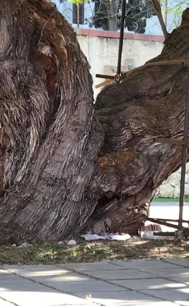 Antonio Cabras, Cagliari: &quot;Sembra che l'impalcatura stia danneggiando lo storico albero del monumento ai caduti in via Sonnino. Forse è tempo di una revisione valida sia da un punto di vista architettonico che estetico&quot; (09.06.17)