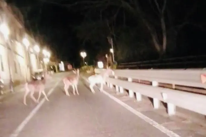 I cervi presenti nel centro di Laconi (Foto concessa)