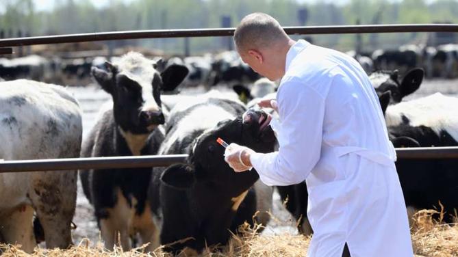 Dermatite bovina, a Oristano 5.000 vaccini nella prima settimana della campagna